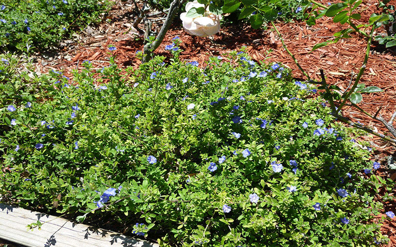 GARDEN CENTER NORTH FORT MYERS