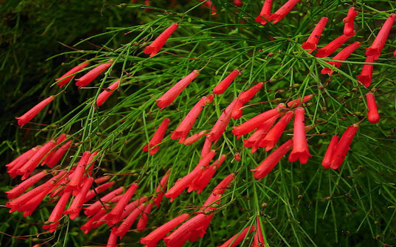 GARDEN CENTER NORTH FORT MYERS