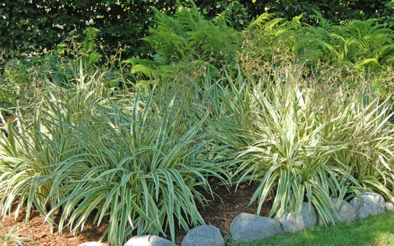 GARDEN CENTER NORTH FORT MYERS