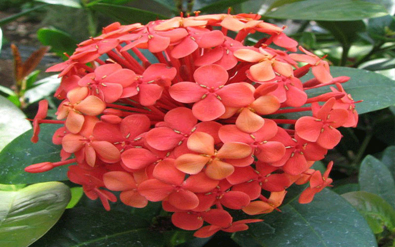 GARDEN CENTER NORTH FORT MYERS