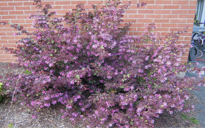 GARDEN CENTER NORTH FORT MYERS