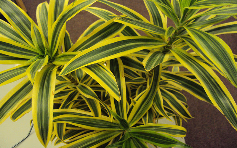 GARDEN CENTER NORTH FORT MYERS