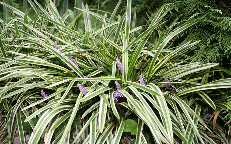 GARDEN CENTER NORTH FORT MYERS