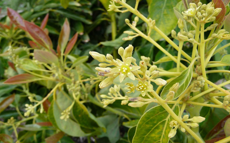 GARDEN CENTER NORTH FORT MYERS