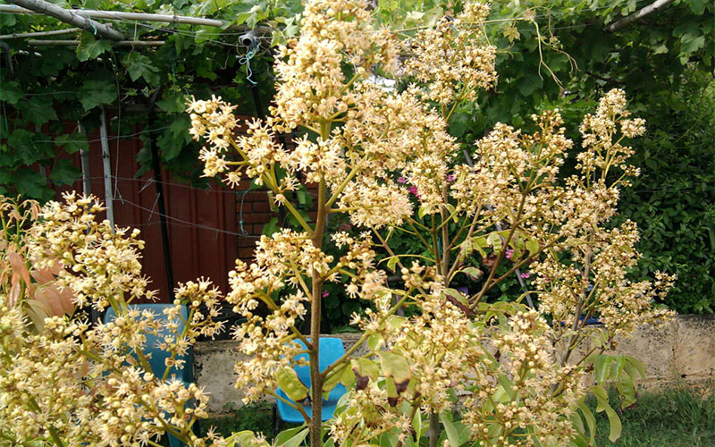 GARDEN CENTER NORTH FORT MYERS