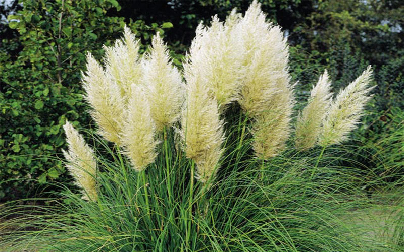 GARDEN CENTER NORTH FORT MYERS