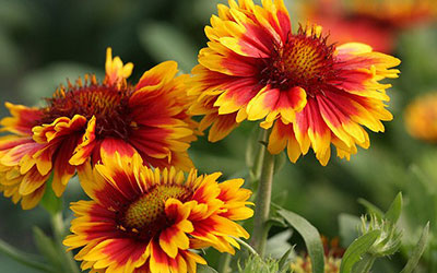 Beltran Nursery & Landscaping