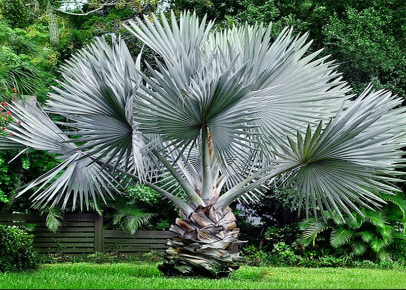 GARDEN CENTER NORTH FORT MYERS