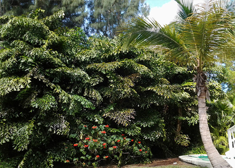 GARDEN CENTER NORTH FORT MYERS