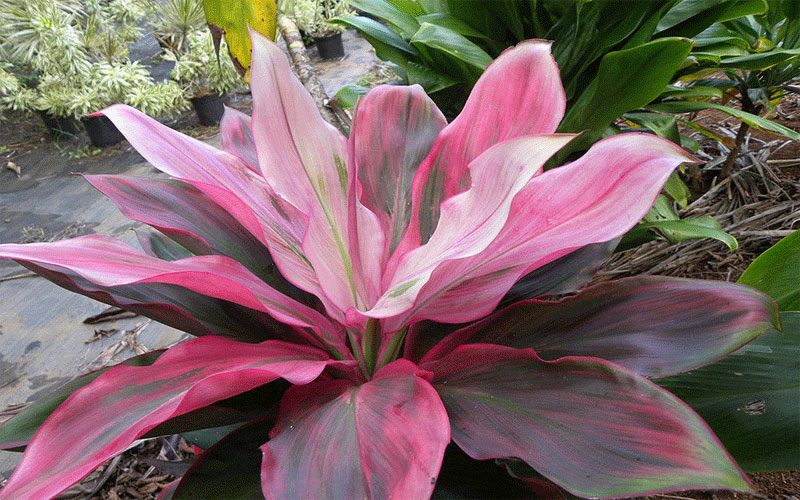 GARDEN CENTER NORTH FORT MYERS