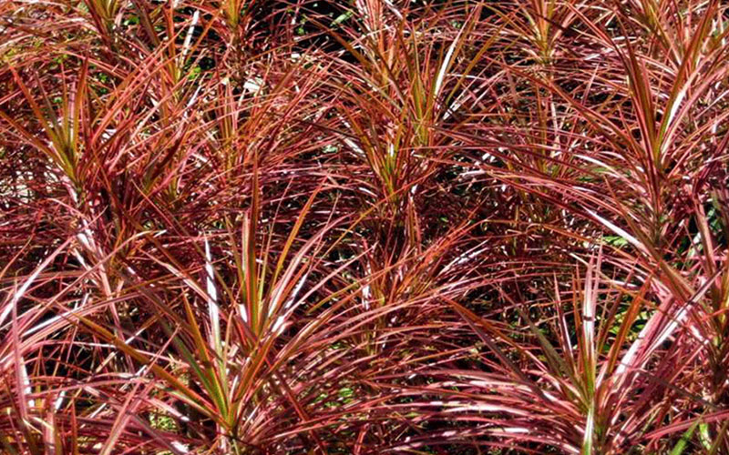 GARDEN CENTER NORTH FORT MYERS