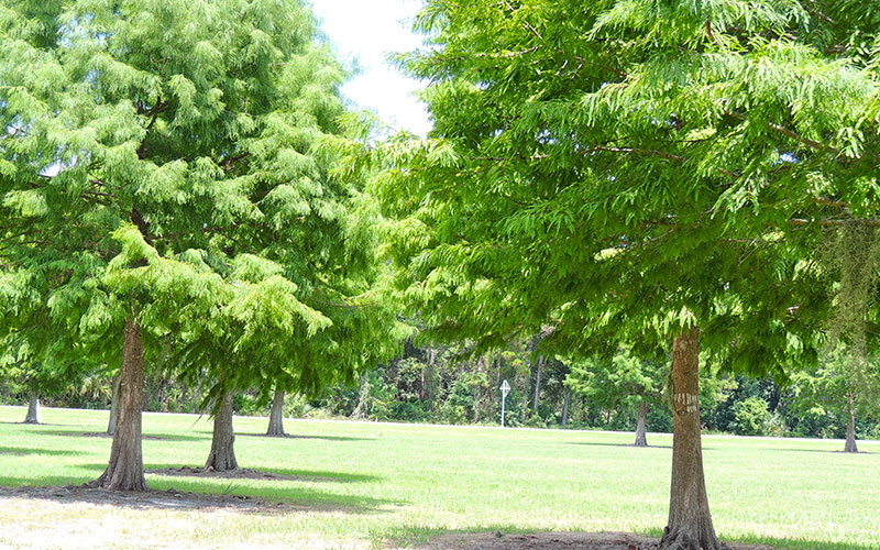 GARDEN CENTER NORTH FORT MYERS