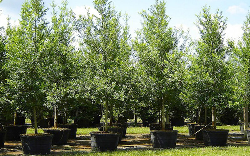 GARDEN CENTER NORTH FORT MYERS