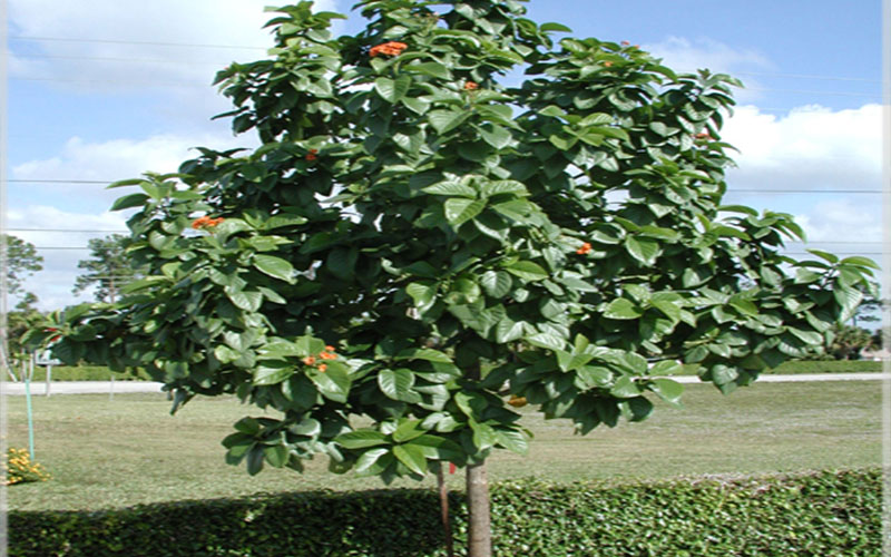 GARDEN CENTER NORTH FORT MYERS