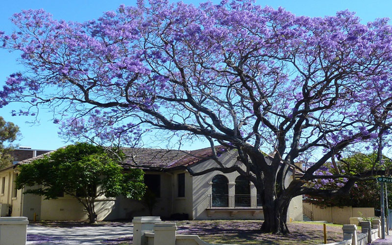 GARDEN CENTER NORTH FORT MYERS
