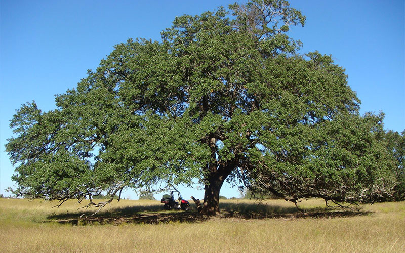 GARDEN CENTER NORTH FORT MYERS