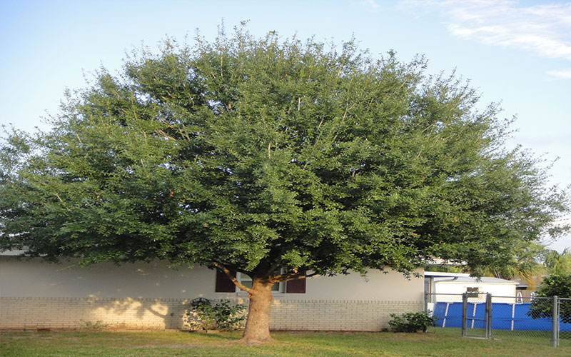 GARDEN CENTER NORTH FORT MYERS
