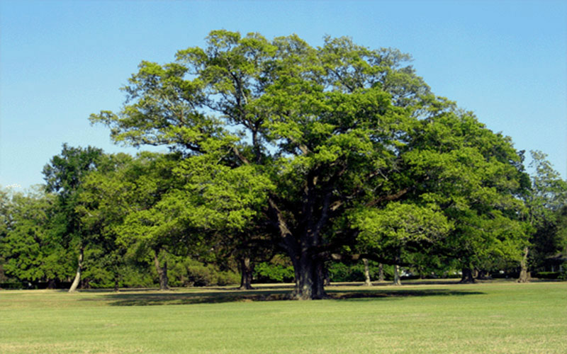 GARDEN CENTER NORTH FORT MYERS