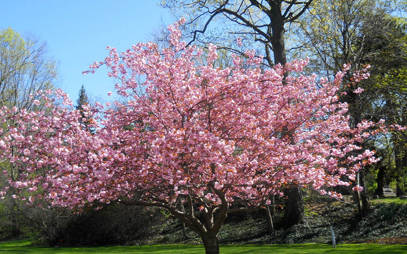 GARDEN CENTER NORTH FORT MYERS