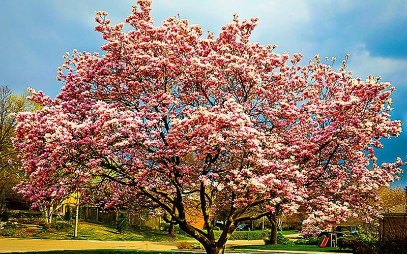 GARDEN CENTER NORTH FORT MYERS