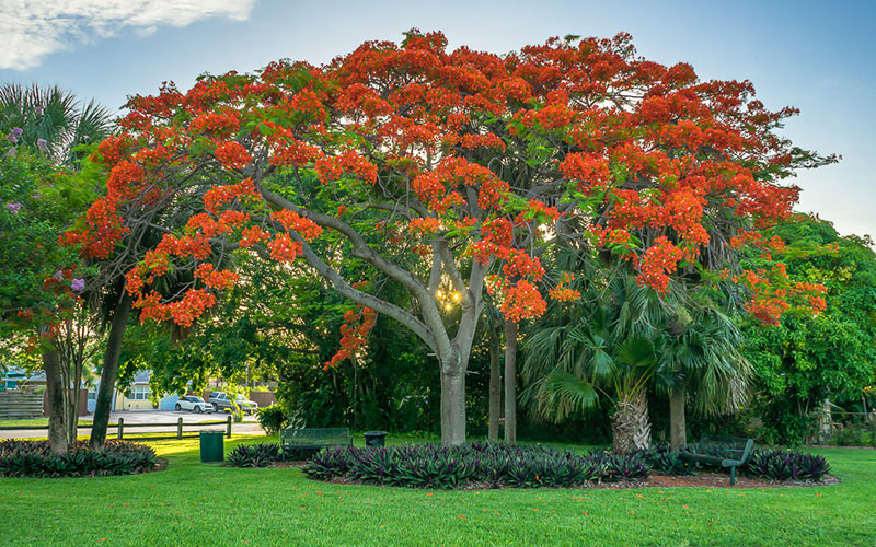 GARDEN CENTER NORTH FORT MYERS