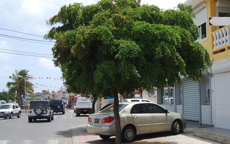 GARDEN CENTER NORTH FORT MYERS