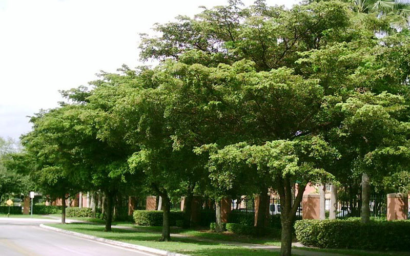 GARDEN CENTER NORTH FORT MYERS