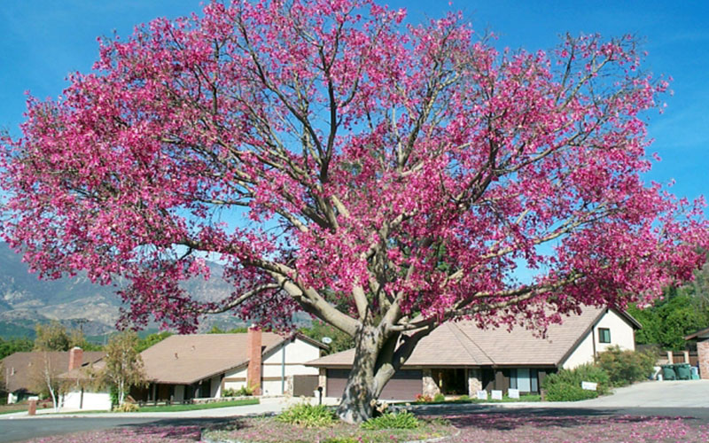 GARDEN CENTER NORTH FORT MYERS