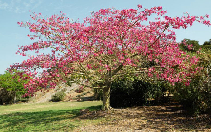 GARDEN CENTER NORTH FORT MYERS