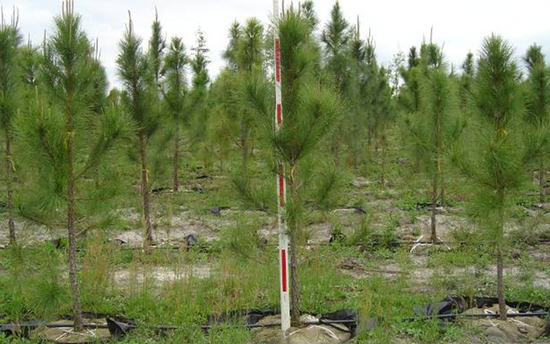 GARDEN CENTER NORTH FORT MYERS