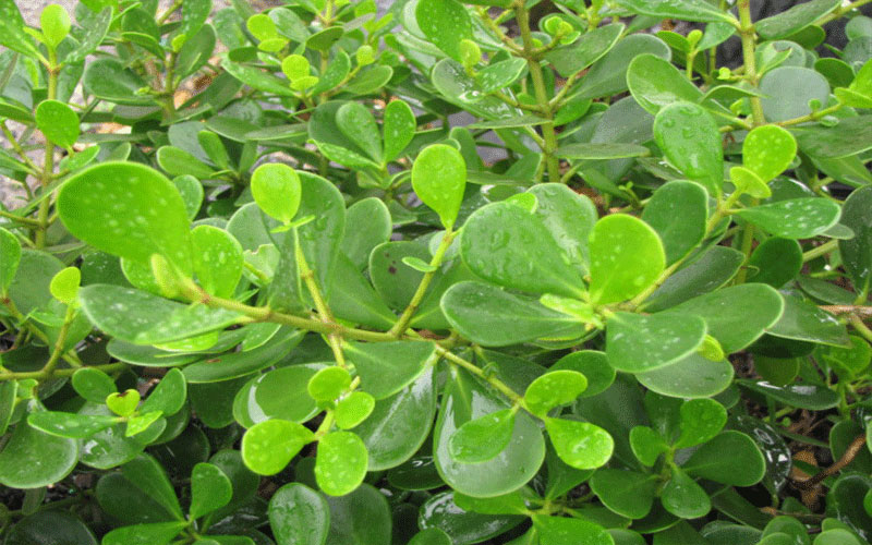 GARDEN CENTER NORTH FORT MYERS