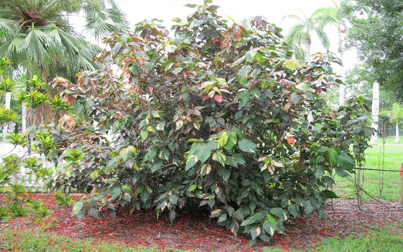 GARDEN CENTER NORTH FORT MYERS