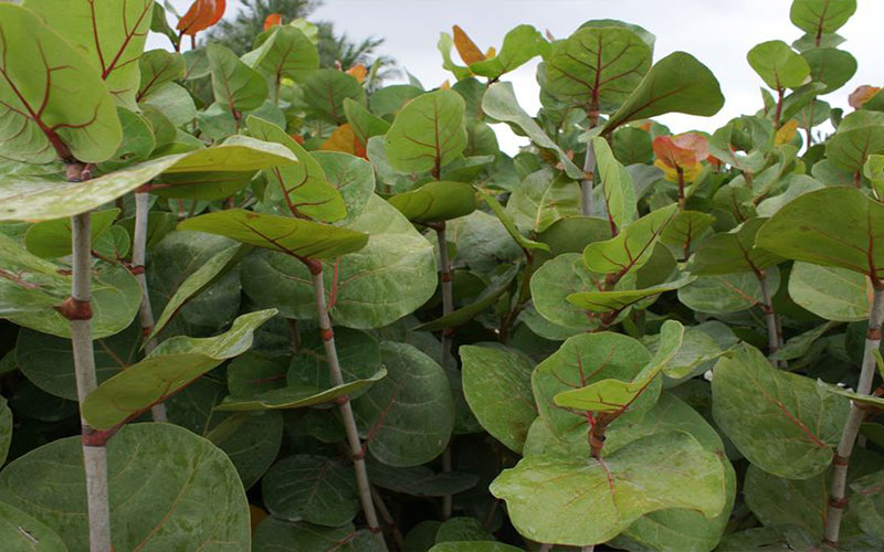 GARDEN CENTER NORTH FORT MYERS