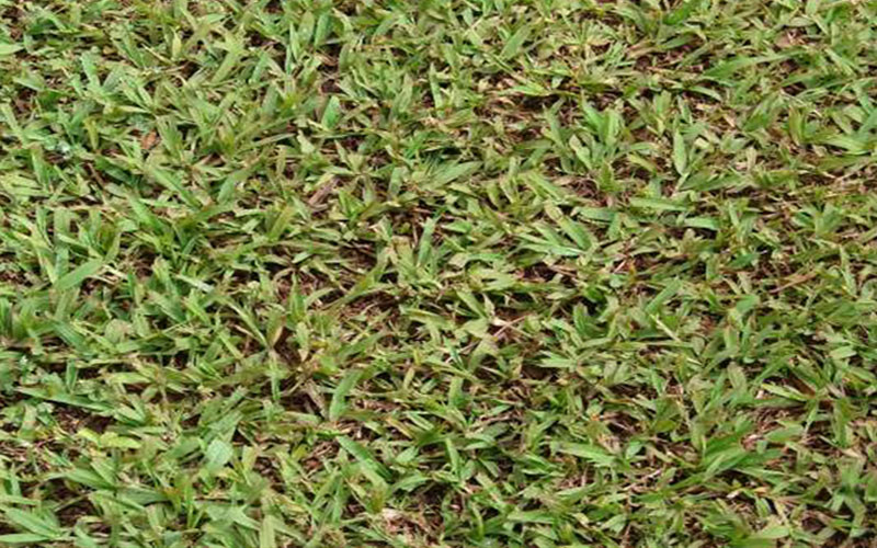 GARDEN CENTER NORTH FORT MYERS